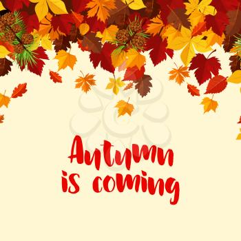 Autumn is coming poster template of foliage and fall leaves for seasonal greeting card or autumn sale design. Vector falling maple leaf, oak acorn or rowan and birch, fir and pine tree cones