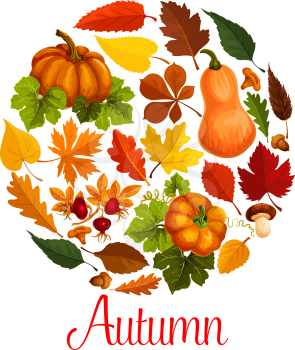 Fall season poster of autumn leaf and pumpkin. Orange maple leaves and pumpkin vegetable, yellow and red foliage of forest tree, mushroom, acorn and wild berry of briar banner for autumn banner design