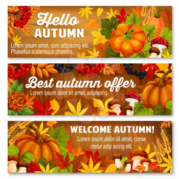 Autumn leaf on wooden background banner set. Fall season maple leaves, pumpkin vegetable and wheat, mushroom, rowan berry, september maple foliage and pine cone for Hello Autumn and sale poster design