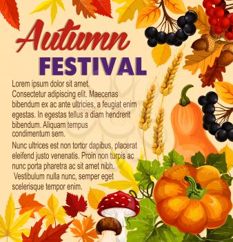 Autumn festival poster of seasonal fall harvest for farm market. Vector maple and chestnut leaf foliage, pumpkin or rowan berry and amanita or porcini mushroom with autumn wheat and rye on oak acorn