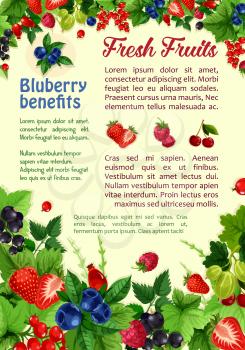 Berries poster of garden and forest berry harvest. Vector design of farm fresh raspberry and strawberry, red and black currant, cherry and gooseberry, blueberry or blackberry and cranberry fruit