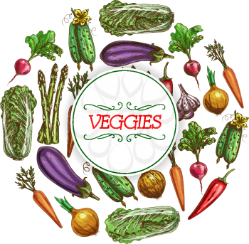 Veggies poster of vector sketch vegetables harvest chinese cabbage napa, eggplant and onion leek, carrot or radish, cucumber and chili pepper, garlic and vegetarian asparagus