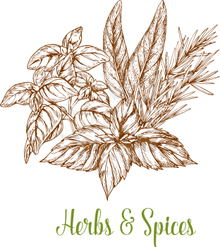 Herbs and spices vector sketch. Farm grown organic sage or bay leaf and thyme or oregano, natural peppermint flavoring, cinnamon or cilantro and dill or parsley for culinary seasonings package design