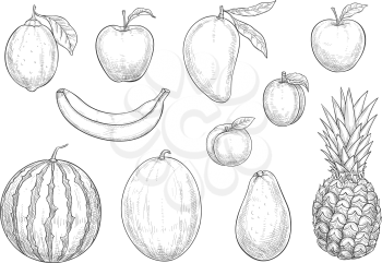 Fruits sketch isolated icons set. Vector exotic pineapple and banana, apple and lemon or lime citrus, tropical mango and apricot or peach, avocado fruit and melon or watermelon for farm harvest
