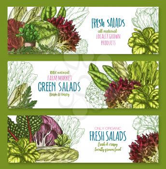Salads banners set of arugula, broccoli and brussels sprouts or chinese napa and romanesco lettuce. Vector design of kohlrabi cabbage, pak choi kale or cauliflower and chicory veggies for farm market