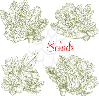 Lettuce salads vector sketch of chicory, watercress or sorrel and gotukola collard. Farm fresh leafy vegetables of oakleaf, arugula and iceberg or pak choi salad and romanesco or brussels sprouts