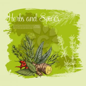 Herbs and spices fresh farm grown seasonings vector poster of peppermint, basil or ginger and bay leaf, chili pepper and tarragon. Natural spicy arugula, rosemary and lemongrass for organic market