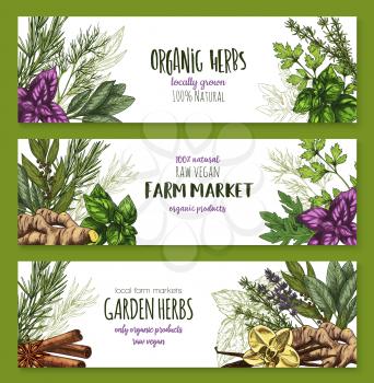 Organic herb and spices farm market banner set. Basil, mint, parsley, rosemary, thyme, dill, cinnamon, bay leaf, ginger, vanilla, anise, sage and lavender sketch label for spice shop and food design