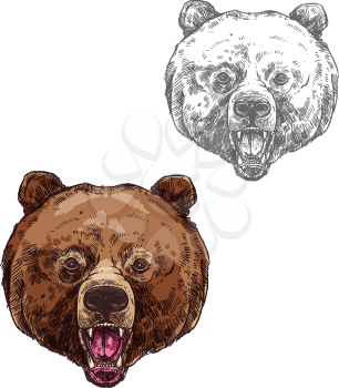 Bear with open mouth isolated sketch. Head of roaring brown bear, wild grizzly predatory mammal animal icon for mascot, hunter club symbol, wildlife and zoo emblem design