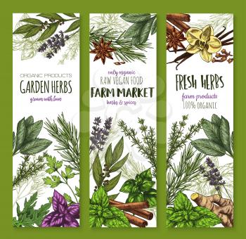 Herbs and spices banners set. Basil, rosemary, mint and thyme, parsley, cinnamon, ginger, bay leaf and vanilla, arugula, oregano, anise and dill, lavender, cloves and sage sketch poster design
