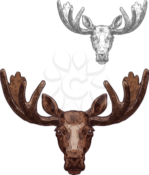 Moose wild animal isolated sketch. Head of brown elk with broad antlers for hunter sport club symbol, zoo mascot or wildlife themes design