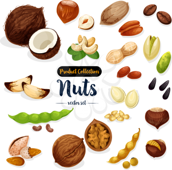 Nuts, seeds and beans set. Almond, peanut and walnut, pistachio, hazelnut, cashew, brazil and pine nut, coffee bean and pecan, soy, sunflower and pumpkin seed, coconut, chestnut for food design