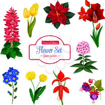 Flower, garden and house flowering plant isolated icon set. Tulip, lily, dandelion, forget me not, sage, phlox, poinsettia, fuchsia and amaryllis blooming branches with green leaf. Flower shop design