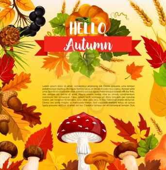 Hello Autumn seasonal greeting card of poster of maple and birch leaf, wheat or rye and pumpkin harvest, fall mushroom amanita or chanterelle and oak acorn. Vector autumn holiday design