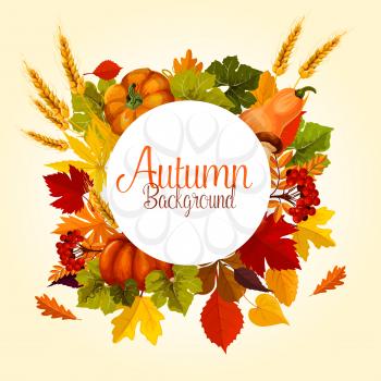 Autumn poster template for Thanksgiving holiday sale or greeting design. Vector September autumn harvest of pumpkin, wheat or rye and rowan berries, leaf foliage of oak acorn or elm and maple