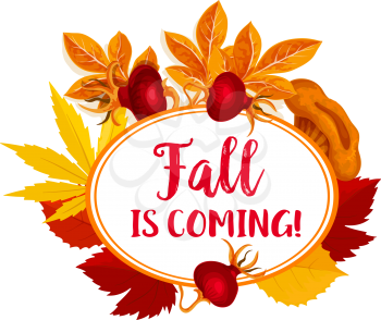 Fall is coming poster for autumn holiday or Thanksgiving sale design template. Vector autumn foliage of maple, oak acorn or elm and aspen tree leaf with rowan or dog-rose berry harvest