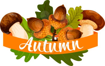 Autumn poster of oak acorn and forest mushroom harvest. Vector design of falling autumn leaves and chanterelle in maple, elm or aspen foliage for Thanksgiving sale or welcome Fall design template