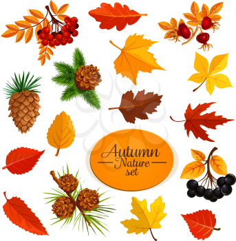 Autumn nature leaves and berries icons. Vector elm, oak or maple and birch tree leaf falling with fir or pine tree cones and acorn, rowanberry or bird-cherry harvest for Thanksgiving or autumn sale