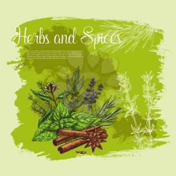 Spices and herbs vector poster of lavender, peppermint or cinnamon flavoring, farm garden thyme, oregano or green basil seasonings, black pepper or anise and sage or bay leaf and chives