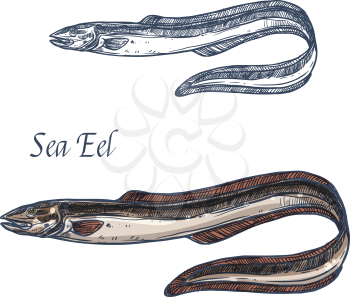 Eel fish vector sketch icon. Isolated sea or river eel species. Isolated marine fauna animal symbol for zoology, seafood or fish food restaurant sign emblem, fishing club or fishery market
