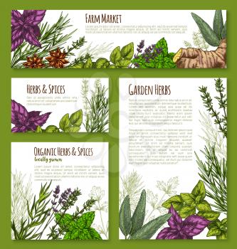 Spices and herbs vector posters and banners templates for herbal seasonings market. Vector farm garden thyme, lavender or peppermint and black pepper or anise, cinnamon or oregano and green basil
