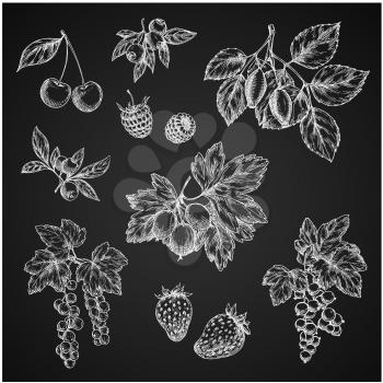 Berries chalk sketch isolated icons on chalkboard. Vector set of cherry, strawberry or raspberry and gooseberry, farm harvest berry blueberry or blackberry, red or black currant and cranberry