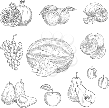 Fruits sketch icons. Vector isolated set of apple, garnet or pomegranate and pear, orange or lime citrus and grape, watermelon and tropical exotic avocado, peach or apricot and plum farmer harvest