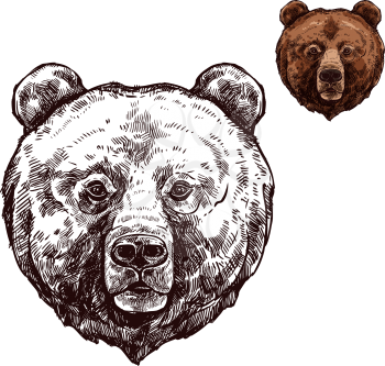 Bear head isolated sketch of wild animal. Grizzly bear muzzle with brown fur, forest predator for hunting sport club mascot, zoo emblem or t-shirt print design