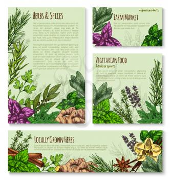 Herb, spice and natural seasoning banner template. Rosemary, red and green basil, mint and thyme, cinnamon, vanilla and ginger, parsley, bay leaf and anise, sage and arugula sketches for label design