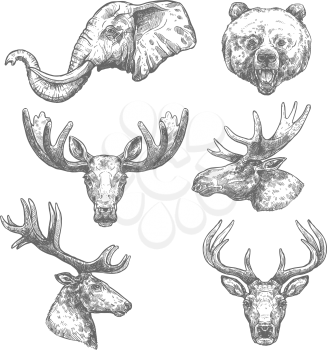 Animal isolated sketch set of african and forest mammal animal. Elephant, bear, deer, grizzly, elk, reindeer, antelope, moose and roe deer head vector symbol for hunting sport, zoo and nature design