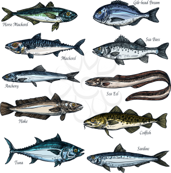 Fish, seafood isolated sketch set. Sea and ocean fish vector icon of tuna, cod, bass, bream, mackerel, eel, anchovy, sardine, hake, seabass and codfish marine animal species for fish market design