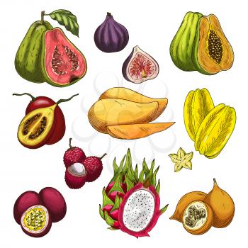 Exotic fruit tropical farm product sketch set. Vector mango, papaya, passion fruit, carambola starfruit, fig, lychee, dragon fruit, guava, maracuja and tamarillo isolated icon for food, drink design