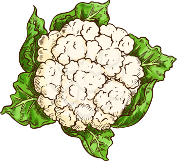 Cauliflower vegetable isolated sketch. Vector cauliflower cabbage with green leaf, garden veggies for diet or vegetarian salad ingredient, organic farming, greengrocery themes design