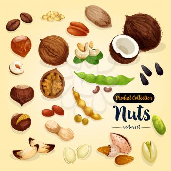 Nut, bean and seed vector set of almond, peanut, pistachio and hazelnut, walnut and cashew, sunflower and pumpkin seed, pecan, macadamia, coconut, brazil and pine nut for superfood design