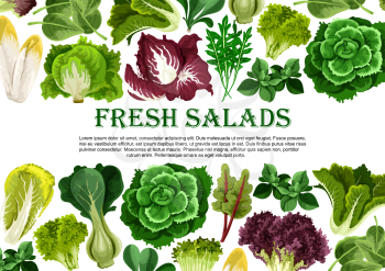 Salad leaf and vegetable greens fresh food banner. Vector lettuce, cabbage and spinach, bok choy, cress salad and iceberg lettuce, arugula, chicory, radicchio, chard, batavia poster design