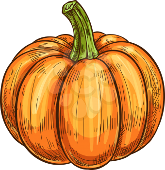 Pumpkin vegetable isolated sketch. Ripe autumn gourd, pumpkin or squash icon for farm veggies harvest season, Halloween celebration and organic farming themes design
