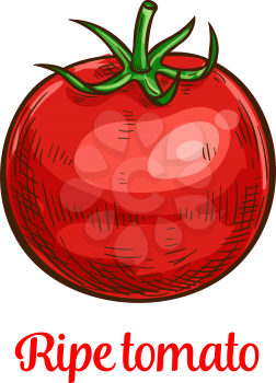 Tomato vegetable sketch of organic natural veggies. Ripe red tomato with green leaf isolated vector icon for agriculture themes, farm market and ketchup sauce label design