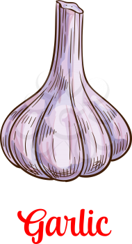 Garlic vegetable isolated sketch of spice and condiment. Garlic bulb with clove, fresh veggies vector icon for healthy food, natural seasoning, salad ingredient design