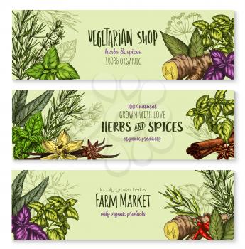 Herb, hot spice and condiment banners. Thyme, basil, rosemary, chilli pepper, mint, cinnamon and vanilla, ginger, dill and bay leaf, anise star, oregano and sage sketch label for spice shop design