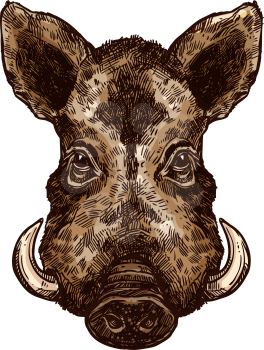 Boar, wild pig animal sketch. Hog or african warthog head isolated vector icon of forest and safari mammal with sharp tusk for hunting club symbol, zoo mascot or wildlife themes design