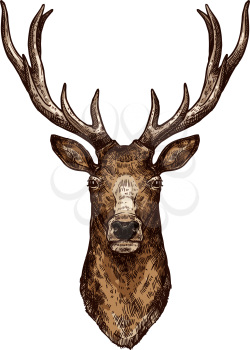 Deer isolated sketch of wild forest animal. Brown deer, elk or reindeer head with large antlers vector icon for hunting sport emblem, zoo mascot, t-shirt print design