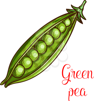Pea vegetable isolated sketch of fresh legume. Open pod of green pea with sweet seed, organic farm veggies vector icon for vegetarian food, farm market label design