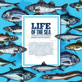Sea life poster with ocean fishes of marlin, trout or flounder and salmon, underwater marlin, eel or tuna and mackerel with anchovy fishes for oceanarium or zoo vector sketch design