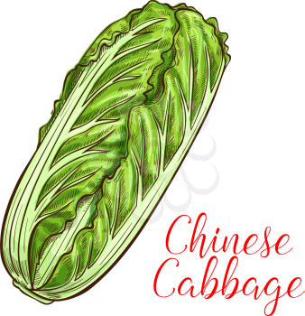 Chinese cabbage napa sketch icon. Vector isolated fresh leaf cabbage or brassica rapa salad vegetable for farm grown vegetarian veggie symbol or grocery store and market design