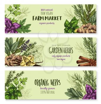 Herbs and spices seasonings of bay leaf, arugula or cinnamon, basil or farm grown oregano and ginger, cinnamon or vanilla and tarragon, rosemary or peppermint. Vector banners sketch for spice market