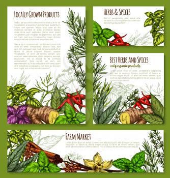 Herbs and spices of ginger, cinnamon and sage or bay leaf seasonings, rosemary or tarragon and garden grown cumin or chili pepper and basil or peppermint. Vector sketch posters for farm market