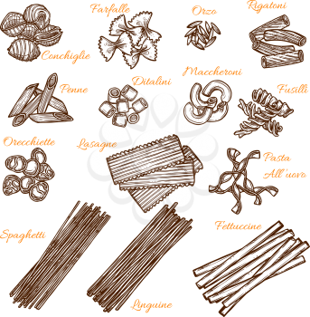 Italian pasta sorts sketch icons. Vector isolated set of conchiglie, farfalle or orzo macaroni, durum rigatone or penne and ditalini, hand crafted maccheroni or fusilli and orecchiette with lasagne