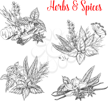 Herbs and spices bunches sketch icons. Vector set of natural organic spice of chili pepper and oregano or green basil, dill or parsley seasoning and thyme or cumin flavoring, sage or bay leaf