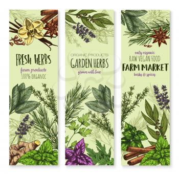Herbs and spices vector banners. Sketch set of cinnamon, basil or oregano leaf for salad dressing, onion leek and spicy rosemary, aroma peppermint or lavender and lemongrass with tarragon and arugula