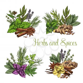 Herbs and spices bunches of thyme, basil or oregano and ginger or spicy chili pepper. Farm grown peppermint or arugula and natural fresh organic seasonings of rosemary. Vector sketch icons set